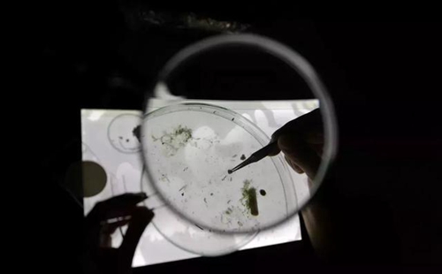 科學家確認人體已被微塑料污染，污染源不僅是海洋