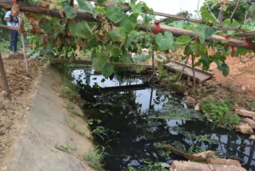 長沙市后湖：徹底消除黑臭，實現“長治久清”