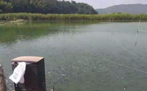 水渾了？不用怕，這五個方面讓水質恢復清新